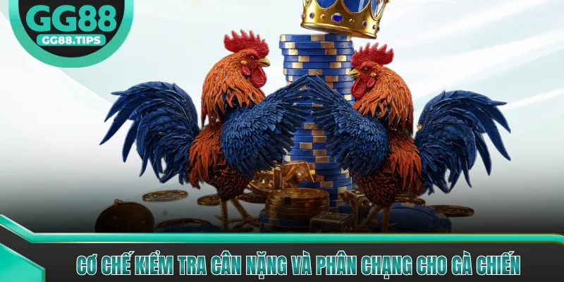Cơ chế kiểm tra cân nặng và phân chạng cho gà chiến