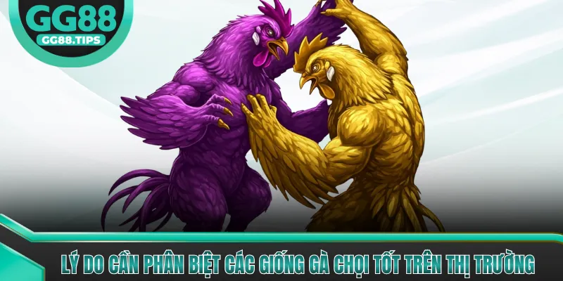 Lý do cần phân biệt các giống gà chọi tốt trên thị trường